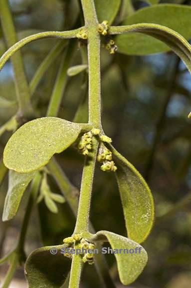 phoradendron leucarpum ssp. tomentosum 5 graphic